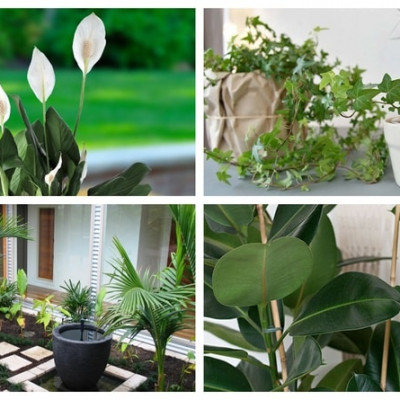 Najzdravije biljke za vaš dom